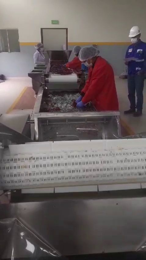 Tolva de recepción y transporte de ají
